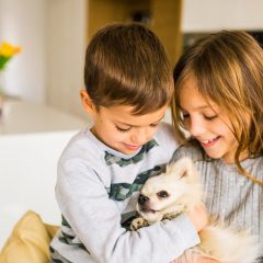 Branson Cabins Are Pet Friendly and Fun: Top Tips for Booking Lodging
