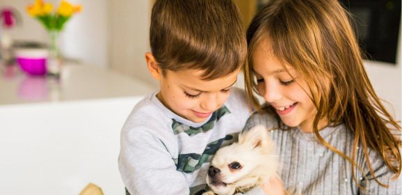 Branson Cabins Are Pet Friendly and Fun: Top Tips for Booking Lodging